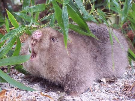 竹鼠养殖技术网
