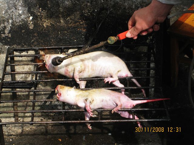 四川竹鼠 四川竹鼠种苗 眉山供应基地